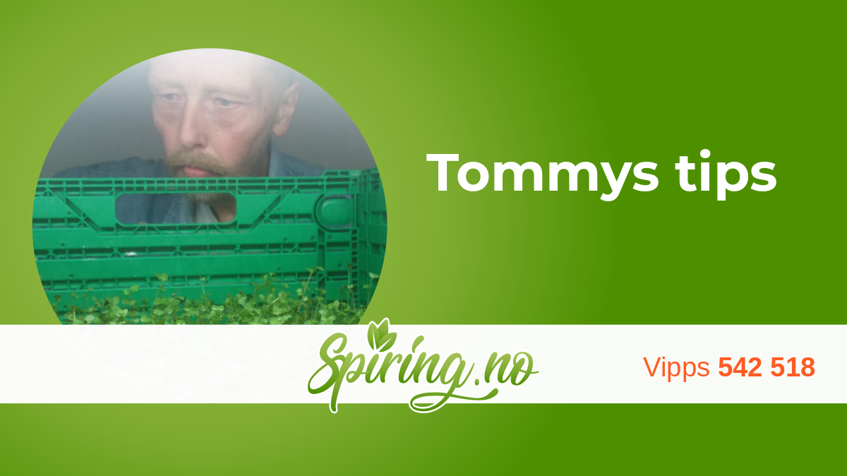 Tommys brukertips for Spirings mikrogrønt